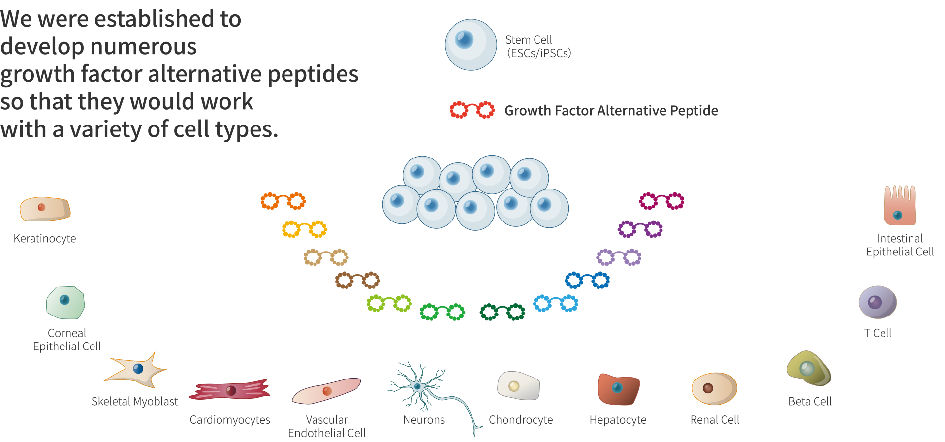 We were established to develop numerous growth factor alternative peptides so that they would work with a variety of cell types