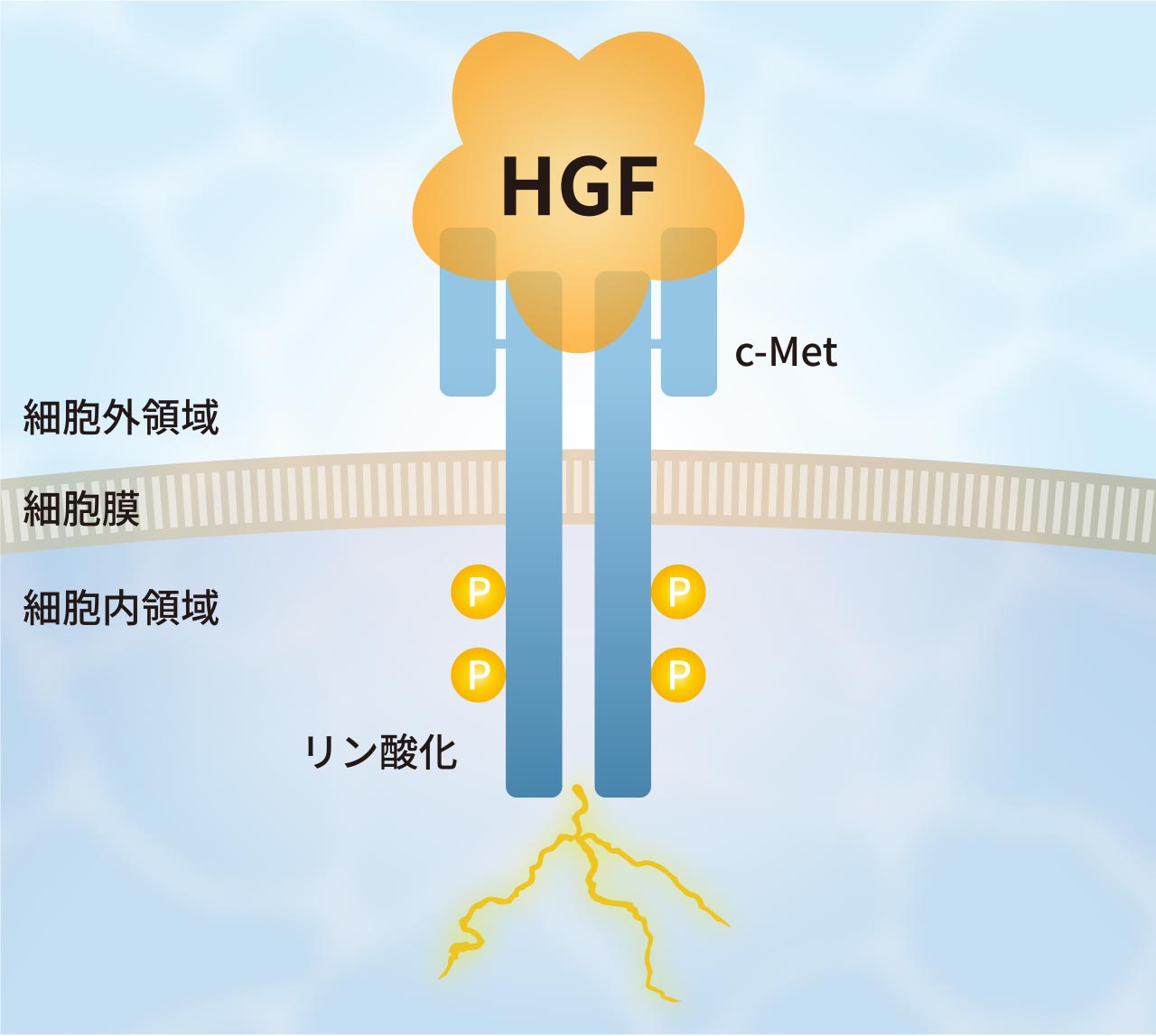 HGFと同様にc-Metのダイマー化を誘導し生物活性を発揮 イメージ1