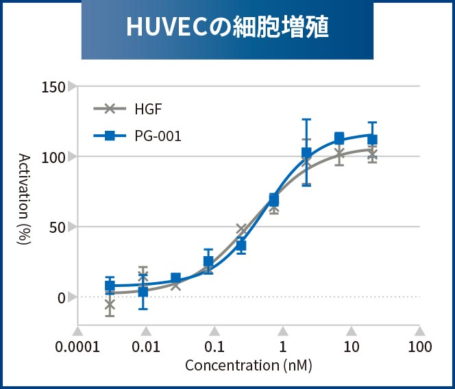 HUVECの細胞増殖