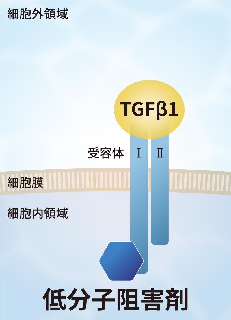 TGFβ1シグナルの阻害方法 イメージ1
