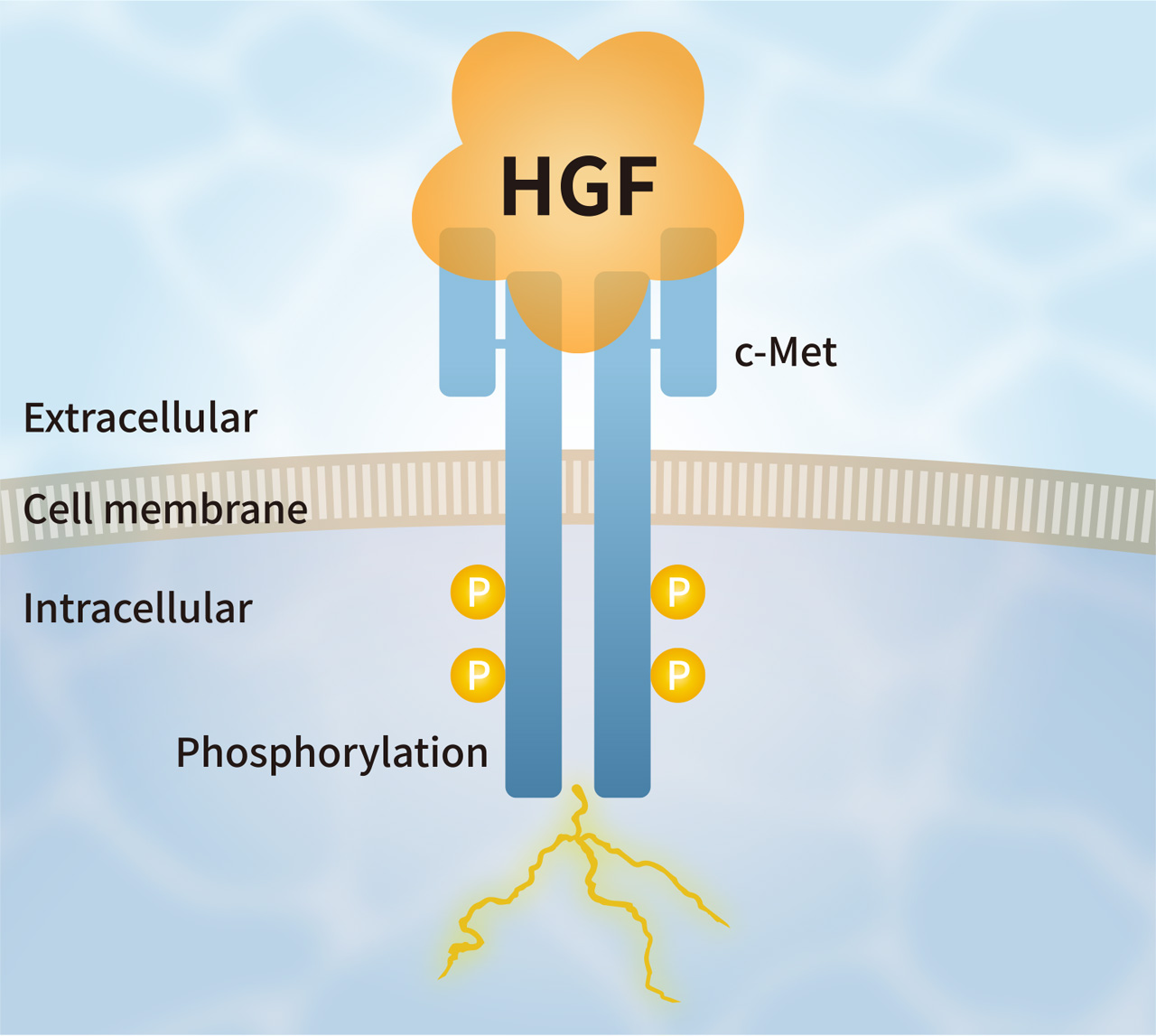 Induces Dimerization of c-Met and Exerts Biological Activity similar to HGF