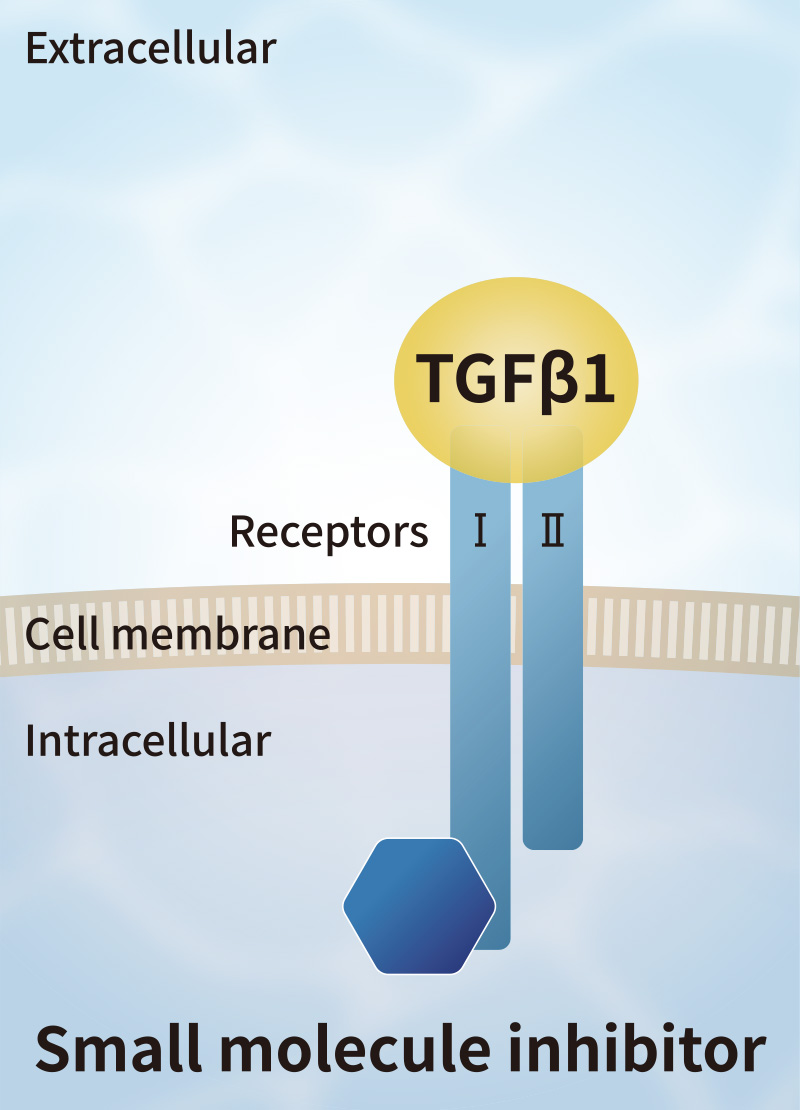 Method for Inhibiting TGFβ1 Signal 1