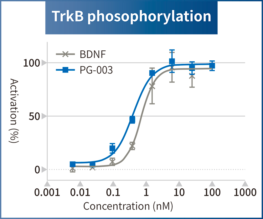 TrkB phosophorylation