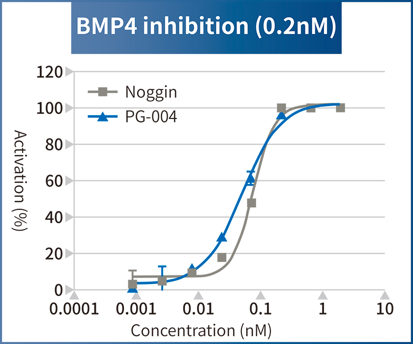 BMP4 inhibition (0.2nM)
