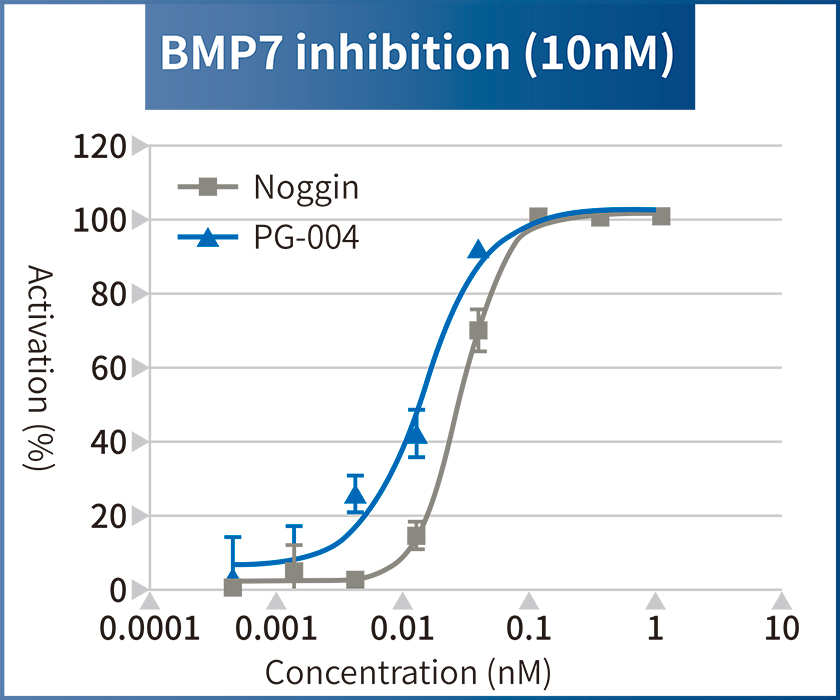 BMP7 inhibition (10nM)