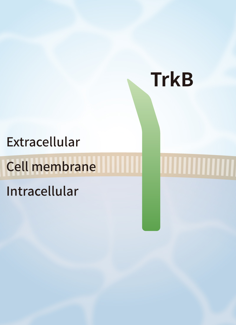 TrkBのダイマー化 イメージ1
