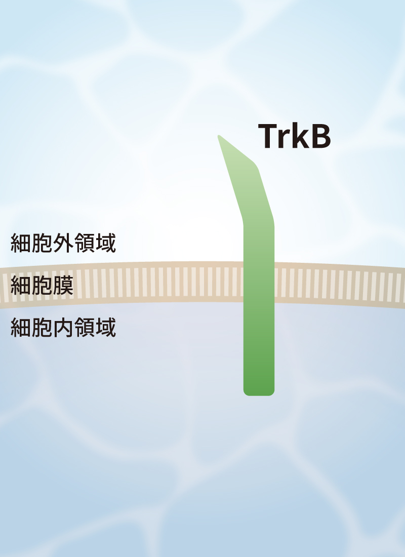 TrkBのダイマー化 イメージ1