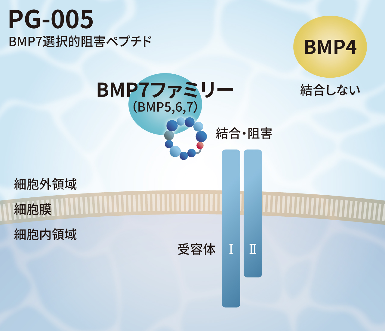 BMP7選択的阻害ペプチド