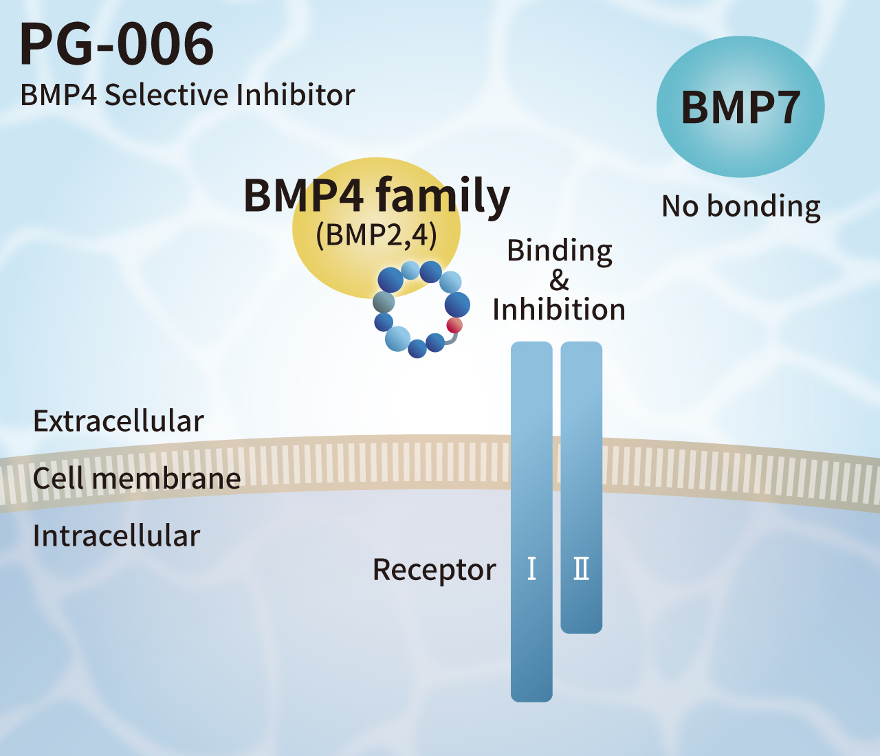 BMP4 Selective Inhibitor
