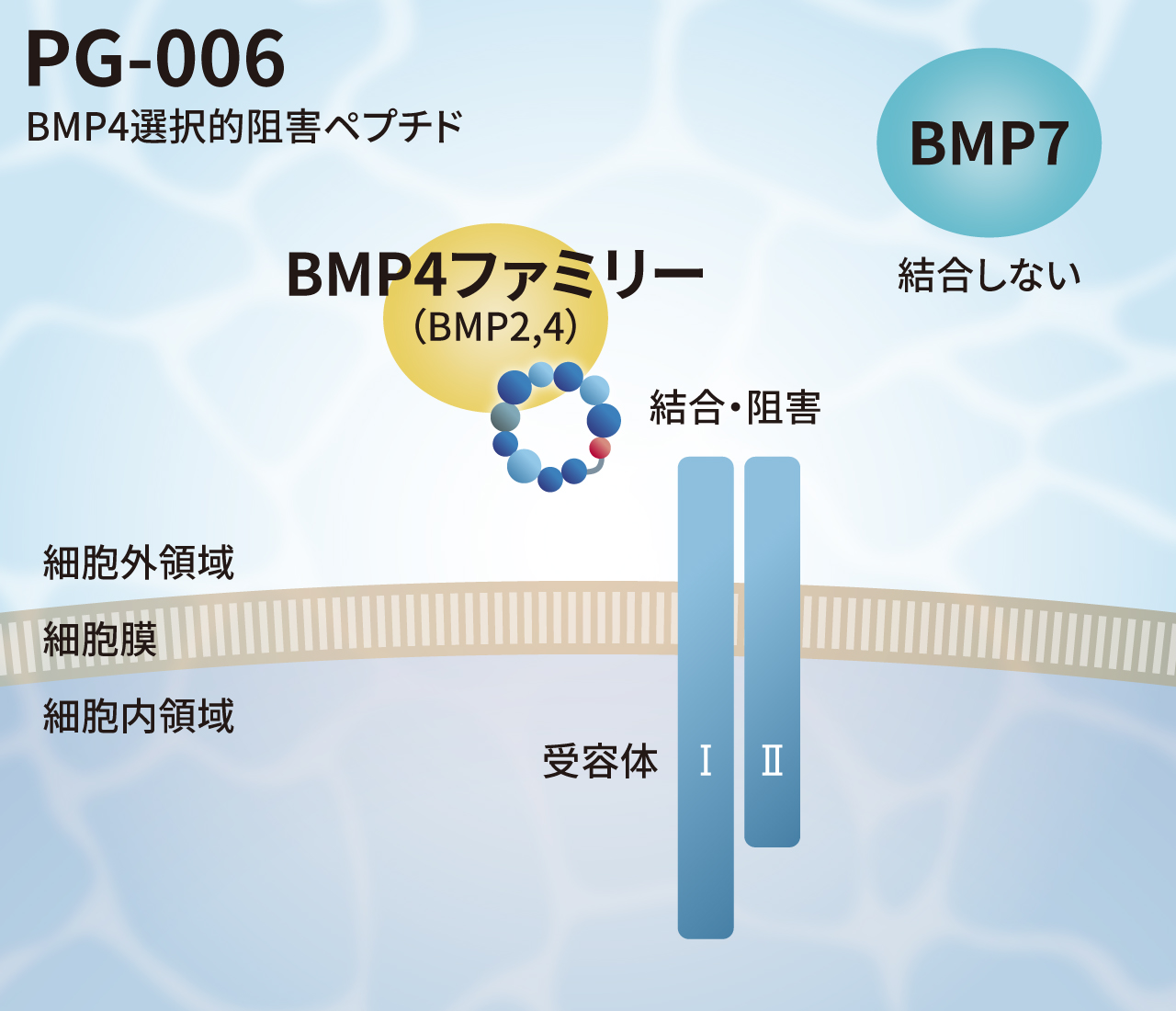 BMP4選択的阻害ペプチド
