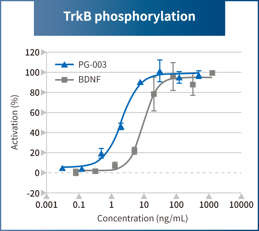 TrkB phosphorylation