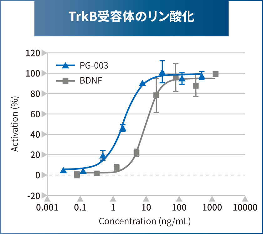 TrkB受容体のリン酸化