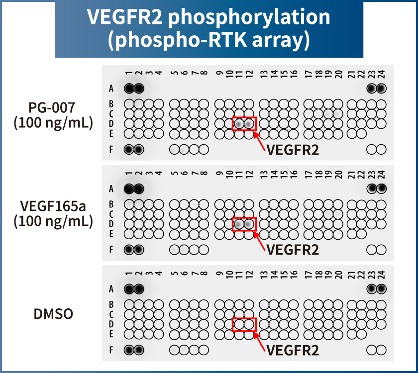VEGFR2 phosphorylation (phospho-RTK array)