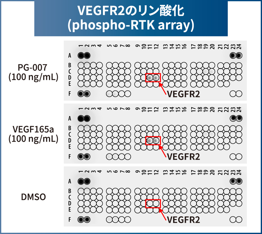 VEGFR2のリン酸化 (phospho-RTK array)
