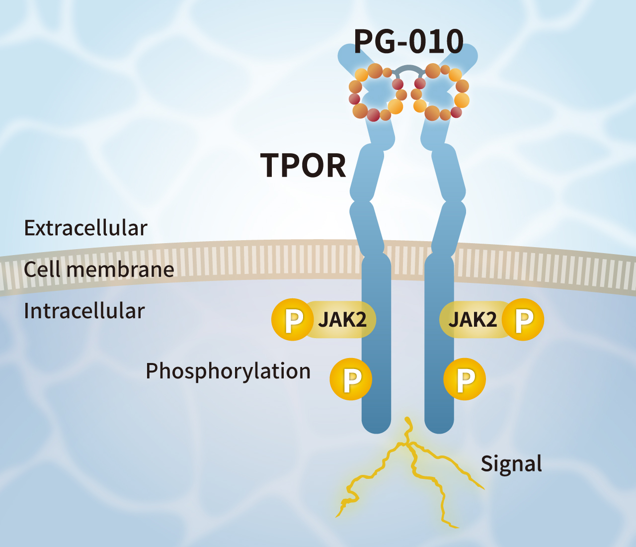 TPO Alternative Peptide (TPOR agonist)