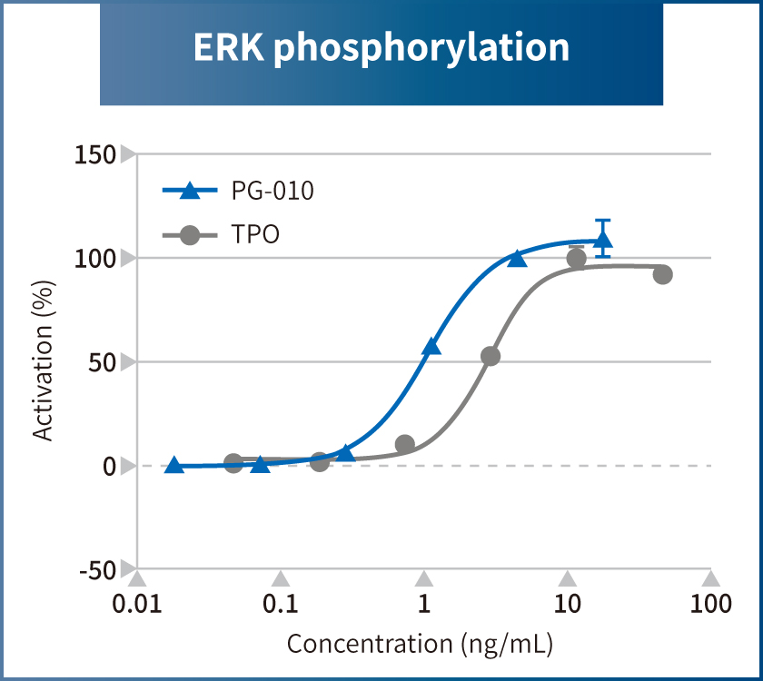 ERK phosphorylation