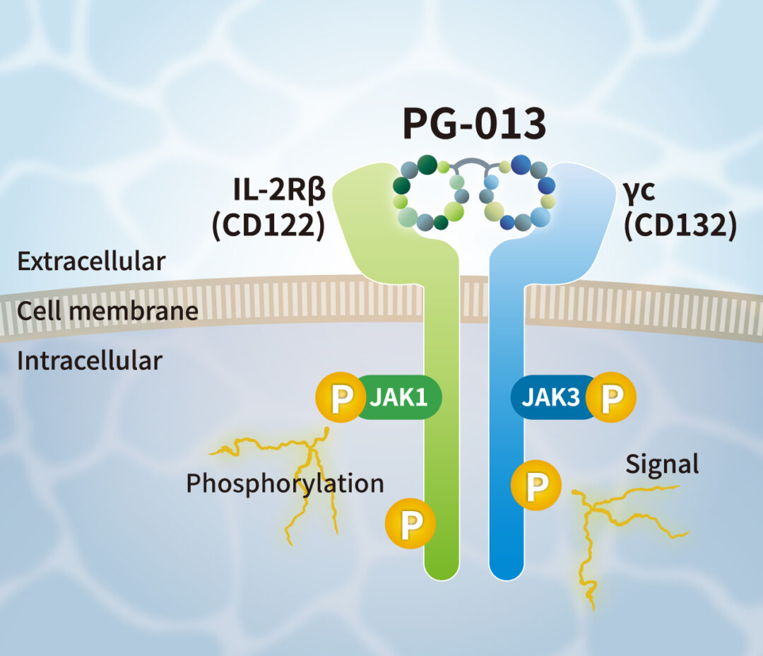 PG-013 IL-15 Alternative Peptide