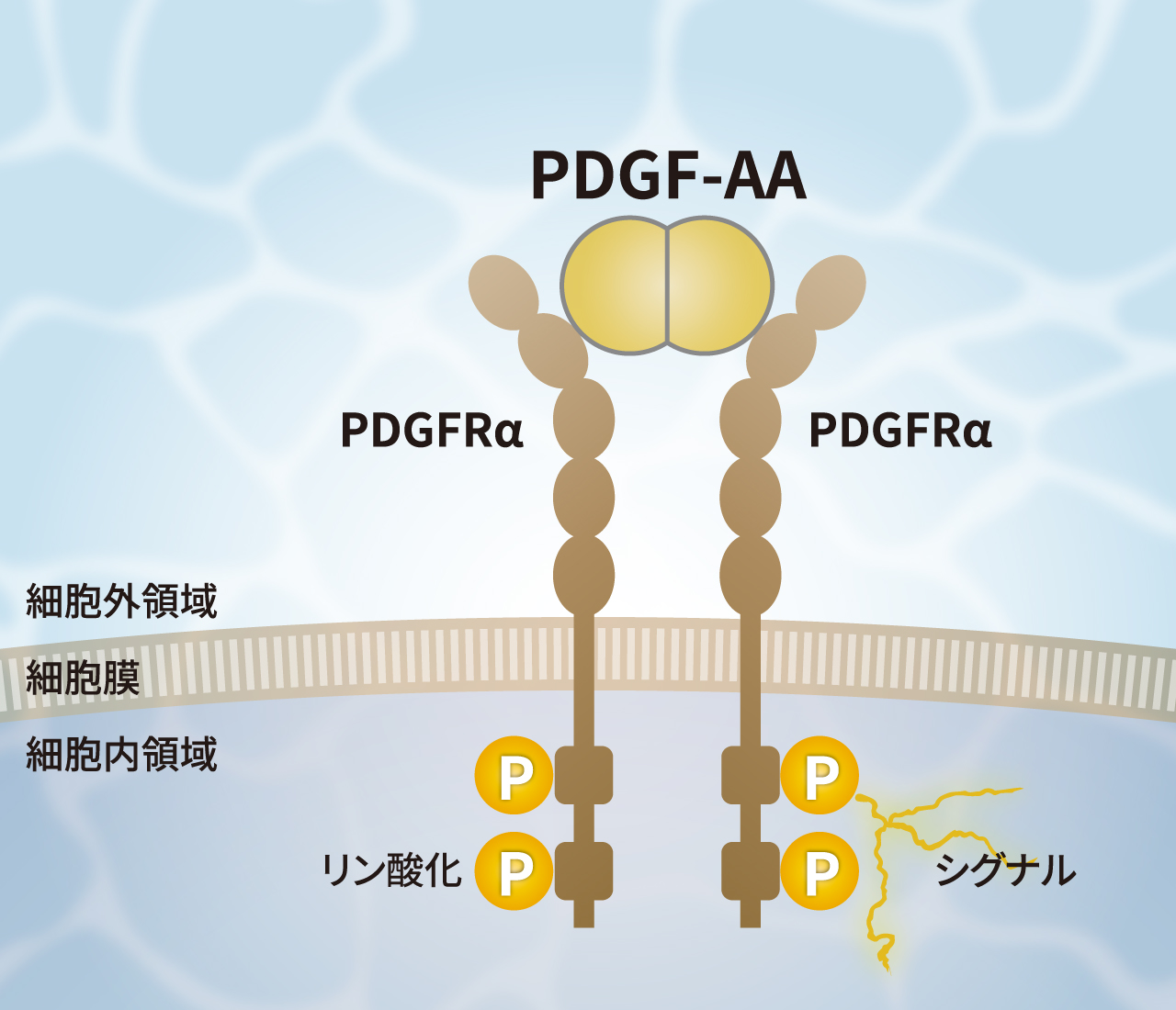 PDGF-AA