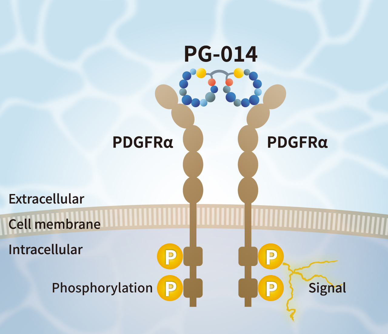 PG-014 PDGF-AA Alternative Peptide