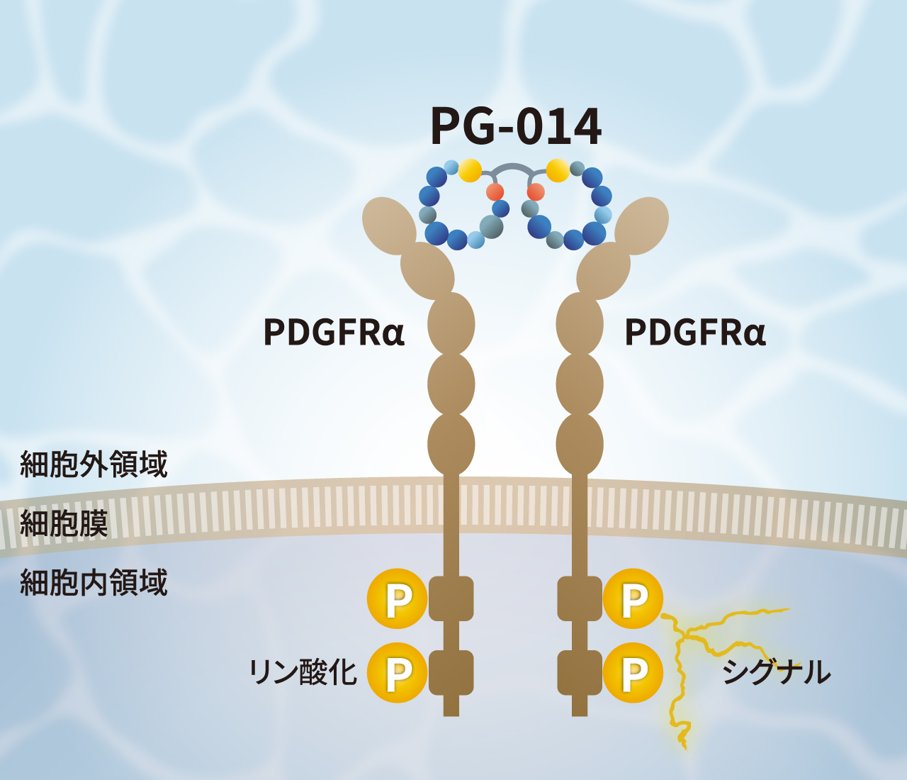 PG-014 PDGF-AA代替ペプチド