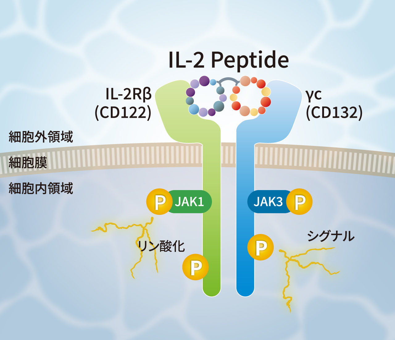 PG-015 IL-2 Peptide
